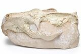 Oreodont (Eporeodon) Skull - South Dakota #217182-3